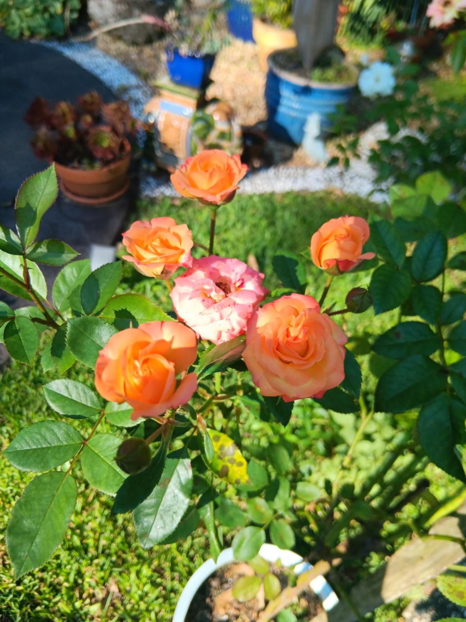 Mapleton Peaceful Provence Bnb Esterno foto
